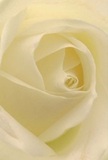Immerse yourself in the intimate heart of this rose, where creamy-white spirals draw you inward as softly as morning mist settling on Lee's High Street. Each petal, delicately unfurling, is rendered in gentle ivory tones, its surface matte yet inviting-the kind of luminous simplicity achieved only through experienced hands in a local Lee florist's shop. Shadows tucked between the layers add dimensional drama, yet the mood is wholly serene, imbued with the quiet optimism of new beginnings. There's a subtle suggestion of fragrance, sweet and lingering in the imagination, just as the rose's presence lingers in special Lee celebrations-be it a tribute of remembrance, a gesture of pure admiration, or a symbol of comfort delivered with compassion to local families. The close focus captures not only the natural grace of the flower, but the emotion and artistry woven into every arrangement for those seeking to express meaningful sentiments across Lee and its friendly neighbourhoods.